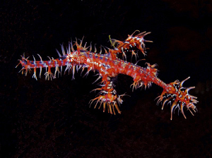 Ornate Ghost Pipefish, Tulamben. by Doug Anderson 